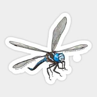 Blue-eyed Darner Dragonfly, Flying Sticker